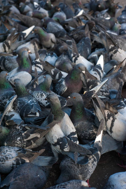 istock Many pigeons eating a crust of bread. 930555250