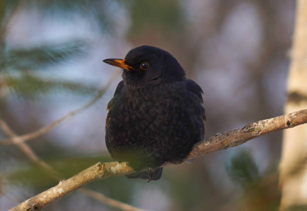 istock cute Blackbird sitting on a branch 930555390