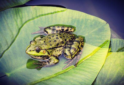 Green frog on water lily leaf in pond