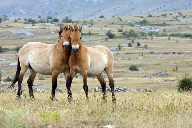 photo of Przewalski's Horse 
