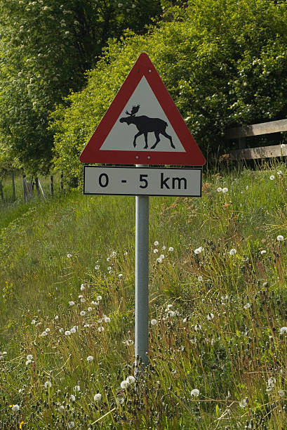 norwegen, road sign - moose crossing sign stock-fotos und bilder