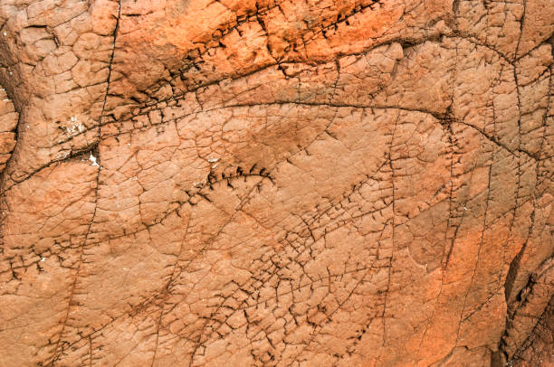 лицо со шрамом - precambrian time стоковые фото и изображения