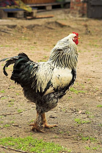 Brahma Kakas () Brahma Kakas