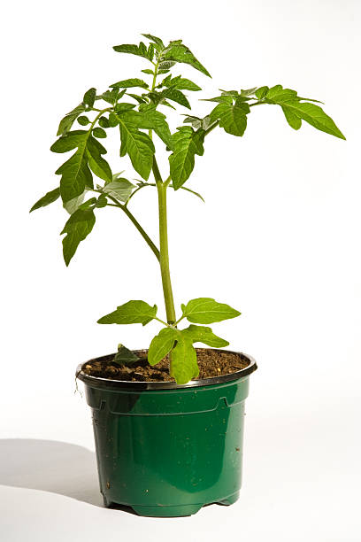 A photo of a tomato plant on a white background tomato plant tomato plant stock pictures, royalty-free photos & images