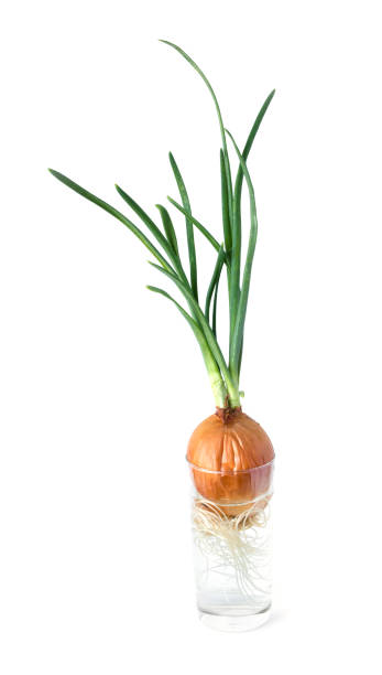 istock Sprouted onion head in a glass with water on white background 930571894