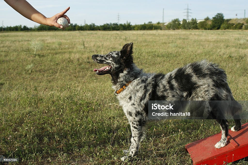 Panneau Sans mot pour chien - Photo de Chien libre de droits