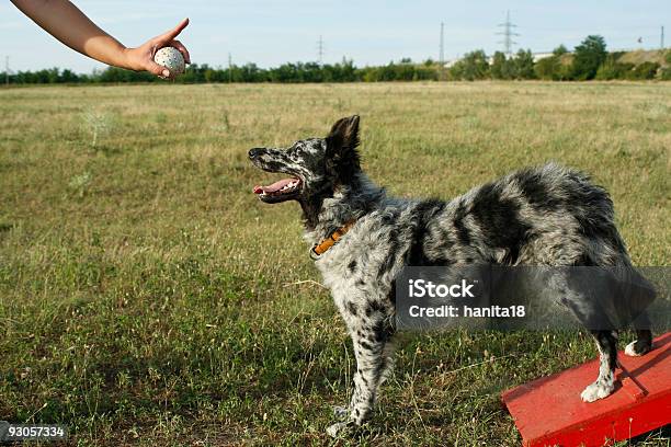 Photo libre de droit de Panneau Sans Mot Pour Chien banque d'images et plus d'images libres de droit de Chien - Chien, Contrôle, Motivation