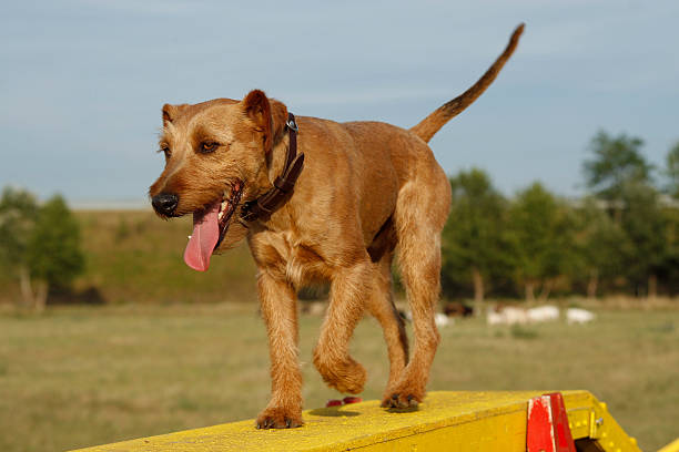 아이리시테리어 건널목 개 샤워 장애물 - irish terrier dog running terrier 뉴스 사진 이미지