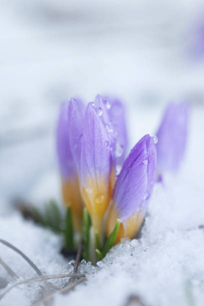 istock Crocus in the snow-covered garden 930574888