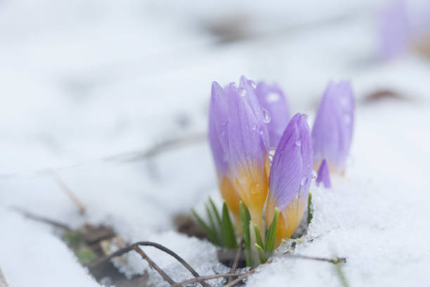 istock Crocus in the snow-covered garden 930574908