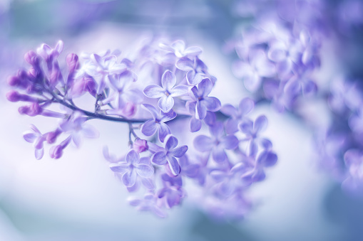 Spring background of spring lilac flowers in spring blossom colorful spring background. Lilac flowers in the spring garden spring background.