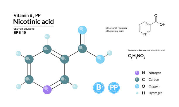 Structural chemical molecular formula and model of nicotinic acid. Atoms are represented as spheres with color coding isolated on background. 2d or 3d visualization and skeletal formula. Vector Structural chemical molecular formula and model of nicotinic acid. Atoms are represented as spheres with color coding isolated on background. 2d or 3d visualization and skeletal formula. Vector vitamin b 3 stock illustrations