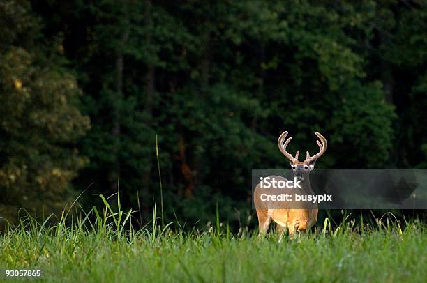 Whitetail Deer Reductor Odocoileus Virginianus Foto de stock y más banco de imágenes de Ciervo de cola blanca - Ciervo de cola blanca, Ciervo, Boscaje