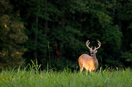 An 8-point whitetailed buck  standing in a clearing on the edge of a forest. Antlers are covered in velvet. Early morning light. (Kennesaw, Georgia)