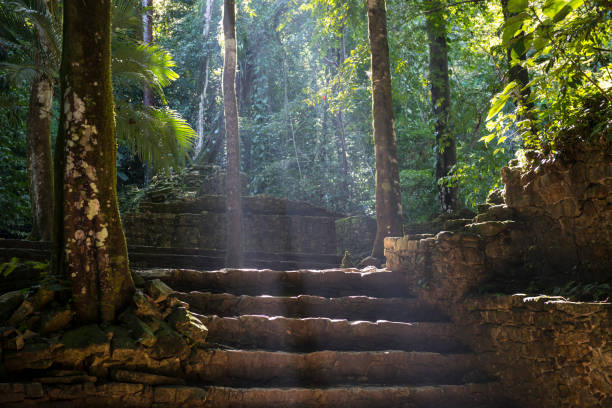 Sunlight pours through jungle foliage in the Mayan ruins of Palenque, Mexico. The Mayan city flourished in the 7th century.