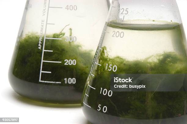 Gründung Mit Grünen Goo Stockfoto und mehr Bilder von Alge - Alge, Biochemie, Biologie