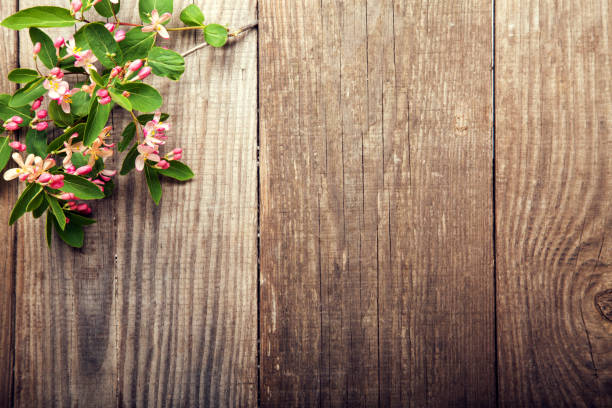 istock SSpring tree Flowers on background of old vintage board 930582294