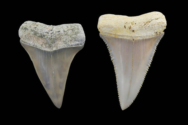Fossil Shark Tooth Comparison Photo - Mako Shark verses Great White Shark. Lee Creek Fossils. stock photo