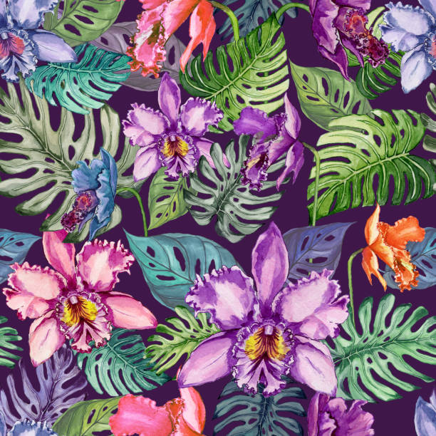 Beautiful orchid flowers and monstera leaves on dark purple background. Seamless tropical floral pattern. Watercolor painting. Hand drawn illustration. Beautiful orchid flowers and monstera leaves on dark purple background. Seamless tropical floral pattern. Watercolor painting. Hand drawn illustration. Fabric, wallpaper, wrapping paper design. cattleya trianae stock illustrations