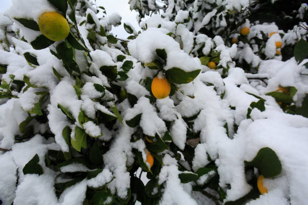 istock Detail of lemon tree under the snow 930587938