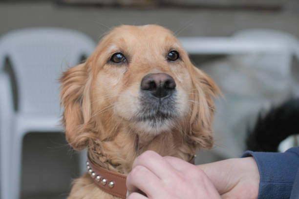 istock Golden retriever against a plain tan background 930588742