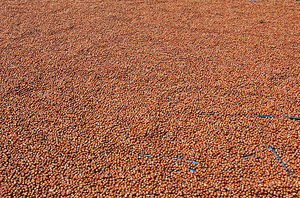 Hazelnuts