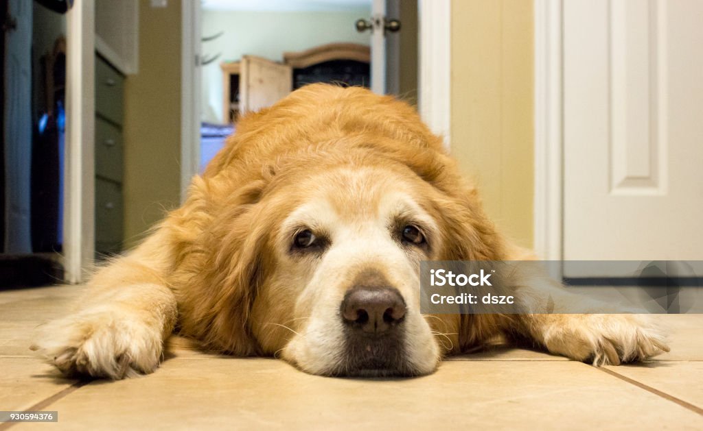 Reife, gelangweilt golden Retriever ruht auf Küchenboden - Lizenzfrei Hund Stock-Foto