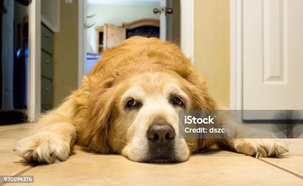 Reife Gelangweilt Golden Retriever Ruht Auf Küchenboden Stockfoto und mehr Bilder von Hund
