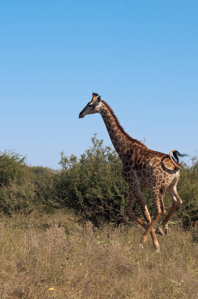 istock Galopping giraffe in Africa 93060002
