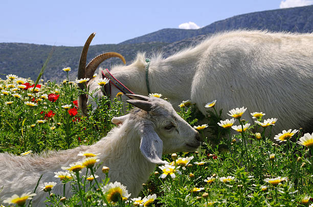 cute baby goat