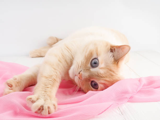 istock Cute little red kitten sleeps , relaxing, enjoying 930600948