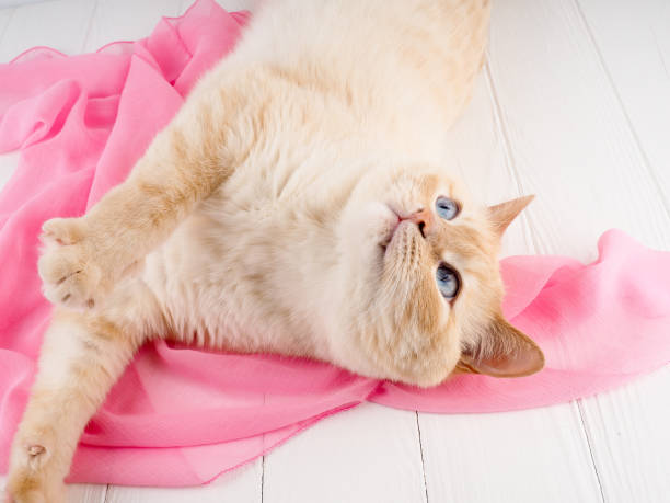 istock Cute little red kitten sleeps , relaxing, enjoying 930600976