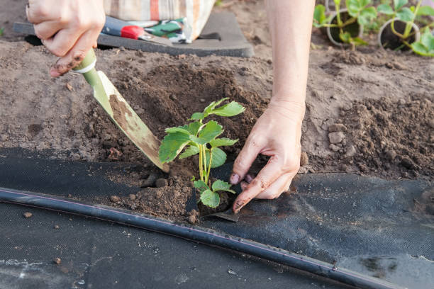 istock Planting strawberry seedling on spunbond 930604084