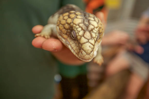 istock Blue-tongued skink in WA Australia 930604090