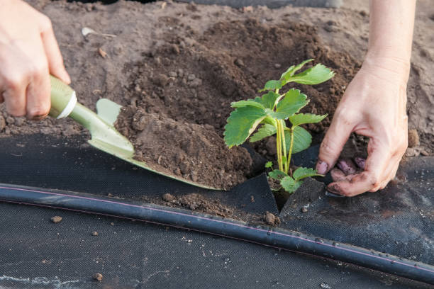 istock Planting strawberry seedling on spunbond 930604258