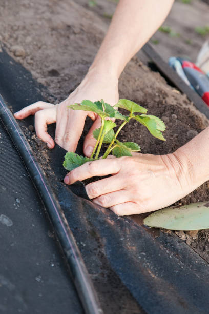istock Planting strawberry seedling on spunbond 930604322