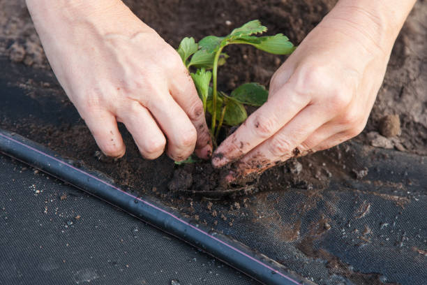 istock Planting strawberry seedling on spunbond 930604382