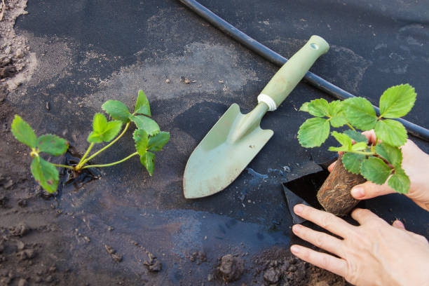 istock Planting strawberry seedling on spunbond 930604508