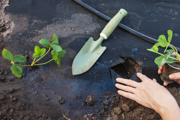 istock Planting strawberry seedling on spunbond 930604972
