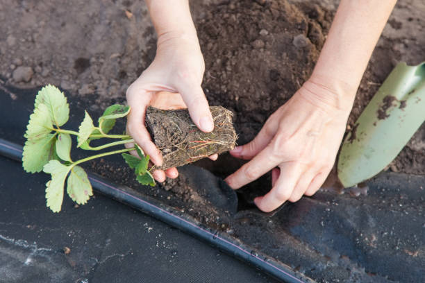 istock Planting strawberry seedling on spunbond 930605298