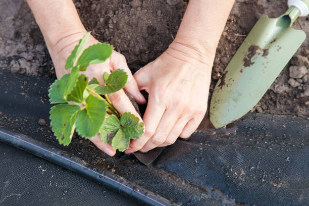 istock Planting strawberry seedling on spunbond 930605356