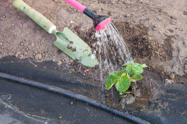 istock Planting strawberry seedling on spunbond 930607584