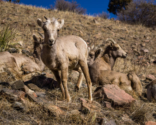 istock Bighorn Sheep in Colorado Mountains 930611626