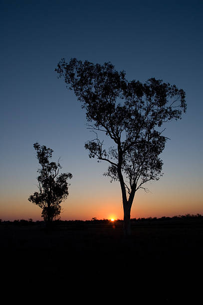 istock Silhouette of Two Gum Trees 93061470