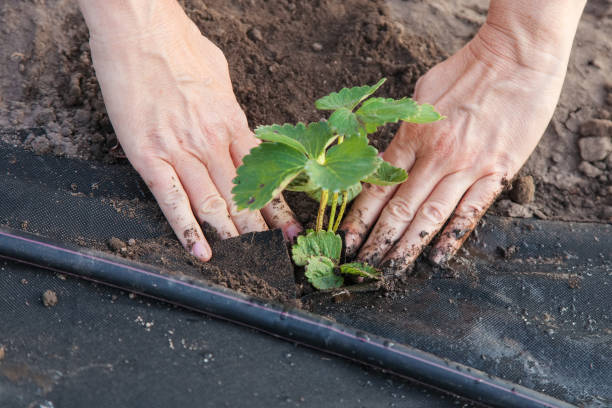 istock Planting strawberry seedling on spunbond 930615006