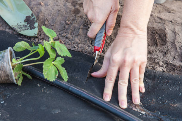 istock Planting strawberry seedling on spunbond 930615296