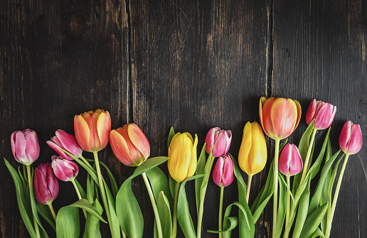 From above colorful fresh beautiful tulips on rough dark wooden background.