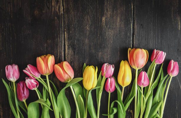 piękne tulipany na drewnie - flower tulip spring multi colored zdjęcia i obrazy z banku zdjęć
