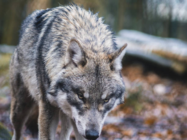 istock Grey Wolf in the woods in Thale, Germany. 930630988