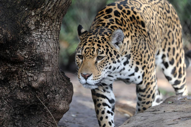 istock Jaguar close-up portrait 930631306